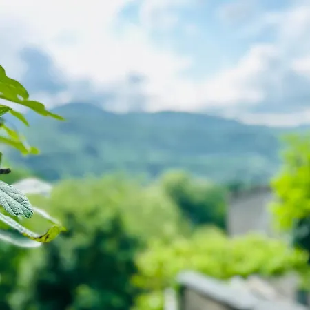 Il Vecchio Cedro *